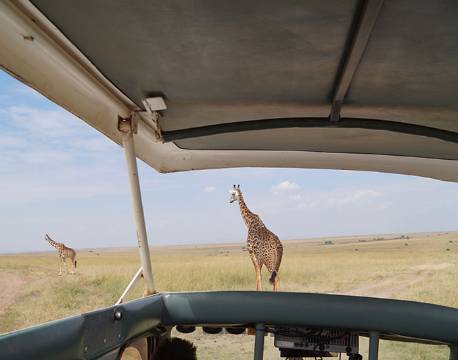 Giraf, Masai Mara, Kenya africa tours