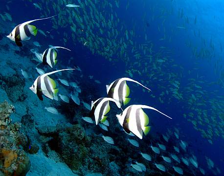 Seychellerne indiske ocean africa tours