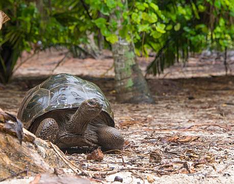 Seychellerne indiske ocean africa tours