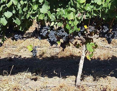 Vinlandet SA sydafrika africa tours