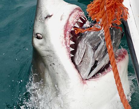 Mossel Bay Haj sydafrika africa tours