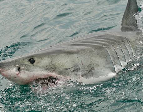 Mossel Bay Haj sydafrika africa tours