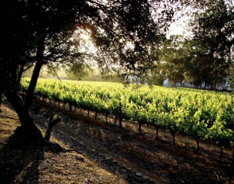 Devon Valley Hotel sydafrika 14 africa tours