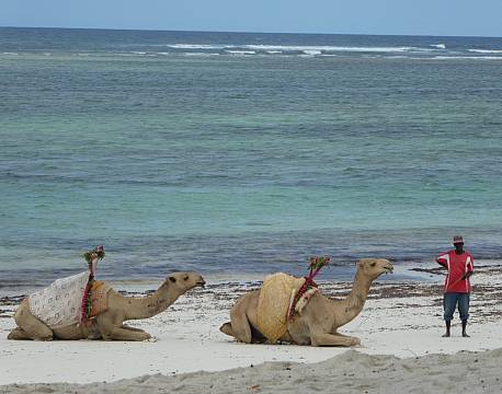 Mombasa Kenya indiske ocean africa tours