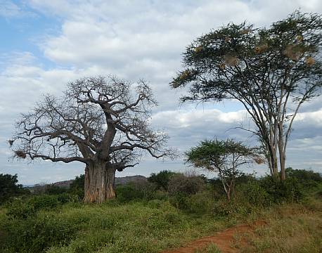 Tsavo Kenya africa tours