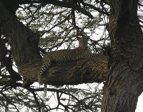 Tsavo Kenya africa tours