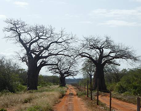 Tsavo Kenya africa tours