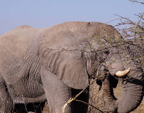 Elefant helt tæt på i Etosha Nationalpark, Namibia africa tours