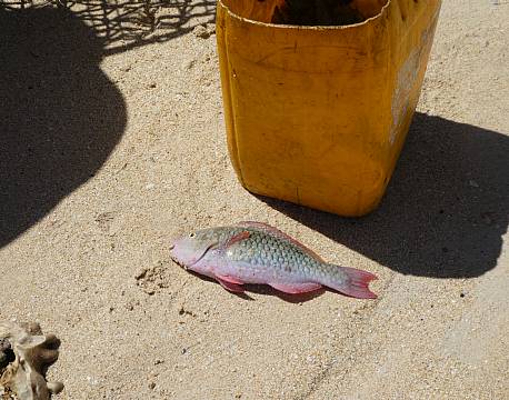 Seværdighed Mahé Seychellerne indisk ocean africa tours