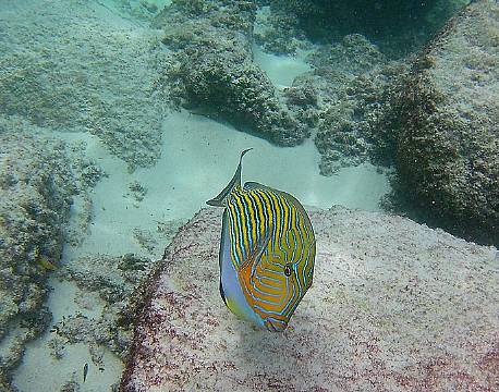 Seværdighed Praslin Seychellerne indisk ocean africa tours
