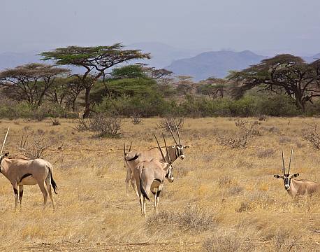 Samburu kenya africa tours