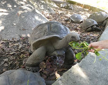 Seværdighed La Digue Seychellerne indiske ocean africa tours