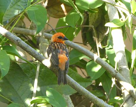 Le Repaire, Seychellerne 19 africa tours