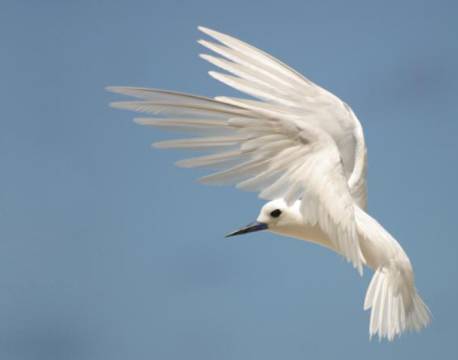 Seværdighed Bird Island indiske ocean africa tours