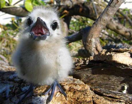 Seværdighed Bird Island indiske ocean africa tours
