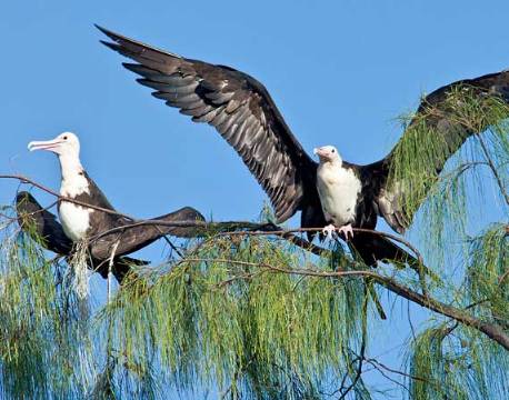 Seværdighed Bird Island indiske ocean africa tours