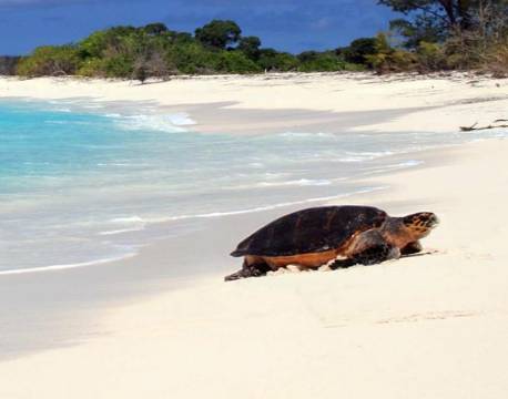 Seværdighed Bird Island indiske ocean africa tours