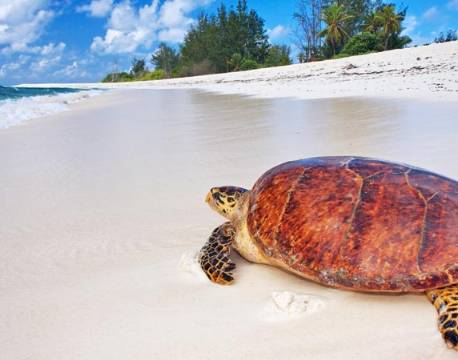 Seværdighed Bird Island indiske ocean africa tours