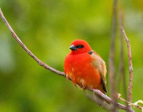 Seværdighed Bird Island indiske ocean africa tours