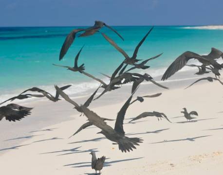 Seværdighed Bird Island indiske ocean africa tours