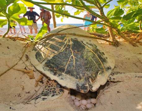 Seværdighed Bird Island indiske ocean africa tours
