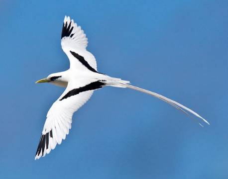 Seværdighed Bird Island indiske ocean africa tours