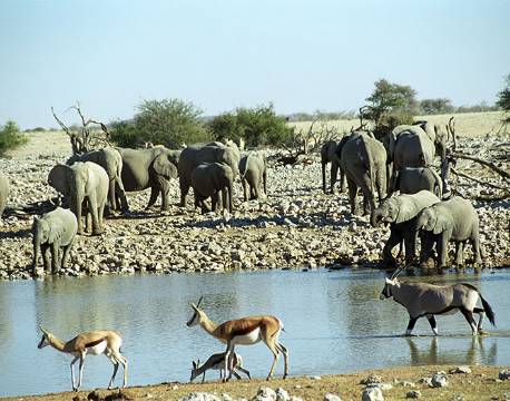 Dyr samlet omkring vandhul i Etosha namibia africa tours