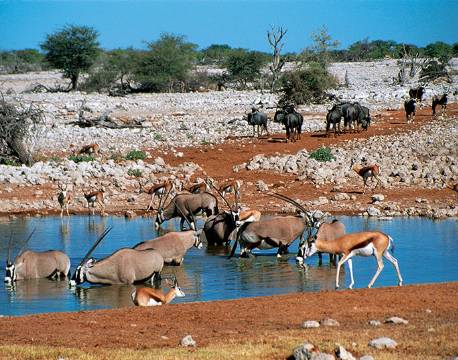 Dyr ved vandhul i Etosha nationalpark, Namibia africa tours