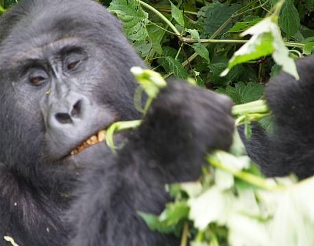Bwindi Uganda africa tours