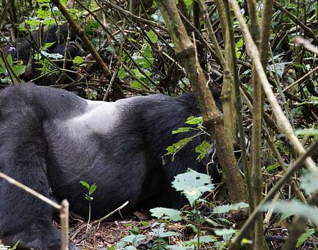 Bwindi Uganda africa tours
