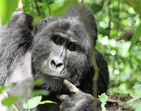 Bwindi Uganda africa tours