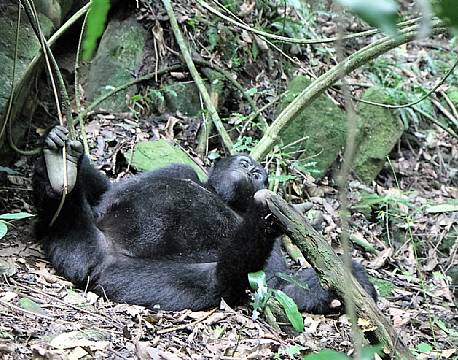 Bwindi Uganda africa tours