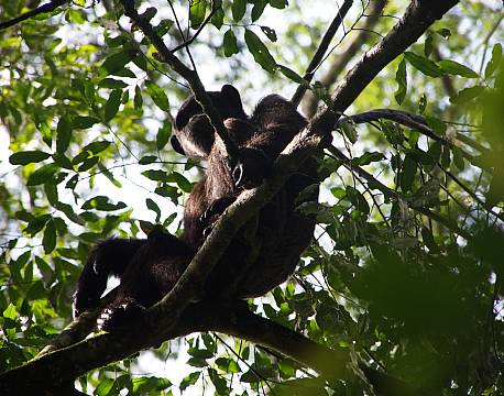 Kibale Uganda africa tours