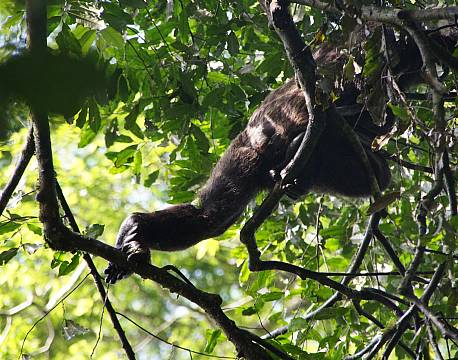 Kibale Uganda africa tours