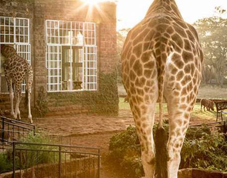 Giraffe Manor kenya 7 africa tours