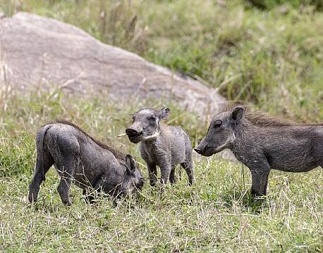 Mara North Conservancy kenya africa tours