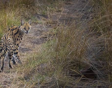 Mara North Conservancy kenya africa tours