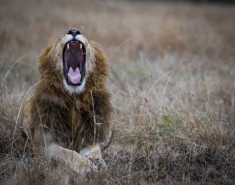 Mara North Conservancy kenya africa tours