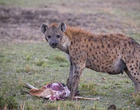 Mara North Conservancy kenya africa tours