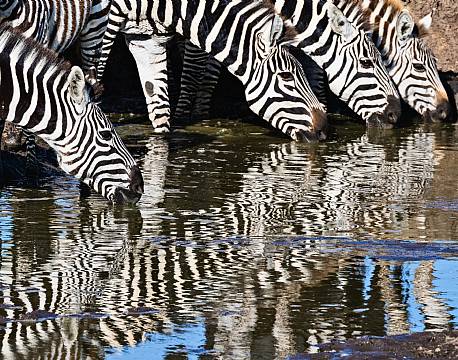 Mara North Conservancy kenya africa tours