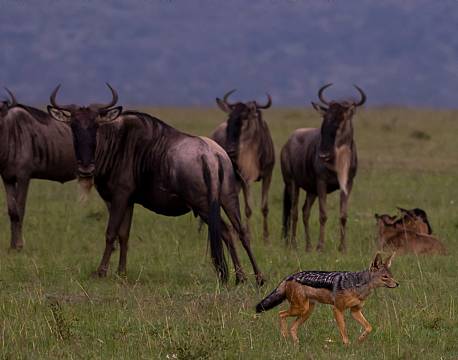 Mara North Conservancy kenya africa tours