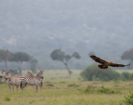Mara North Conservancy kenya africa tours