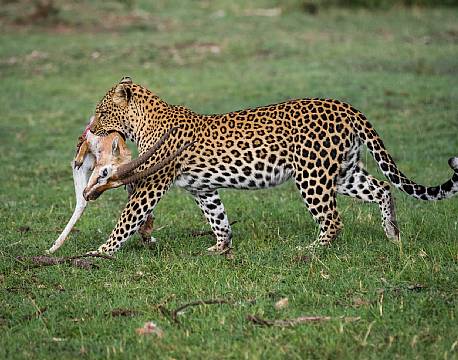 Mara North Conservancy kenya africa tours