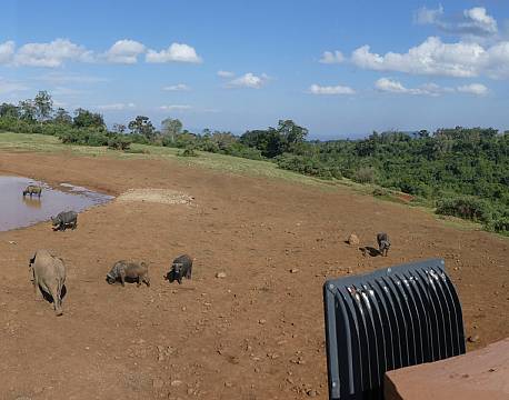 The Ark Aberdare Kenya africa tours
