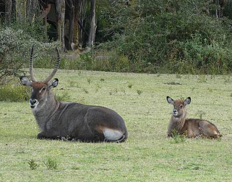 Lake Naivasha Sopa Lodge, Lake Naivasha, Kenya 11 africa tours