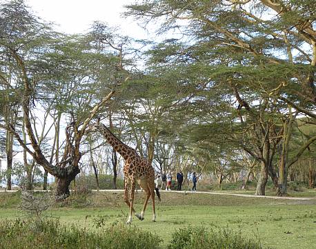 Lake Naivasha Sopa Lodge, Lake Naivasha, Kenya 12 africa tours