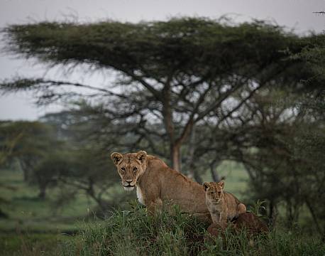 Ngorongoro krateret Tanzania africa tours