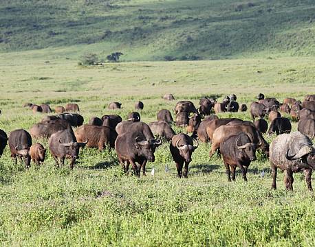 Mikumi np tanzania africa tours