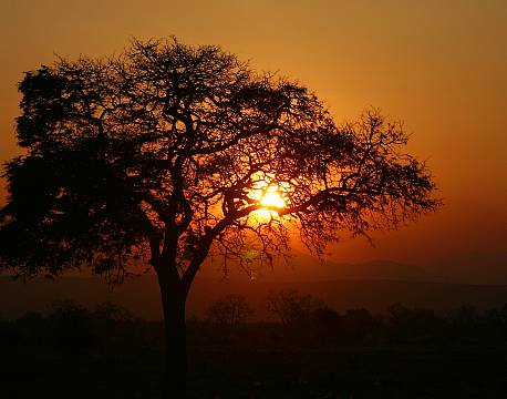 Mikumi np tanzania africa tours