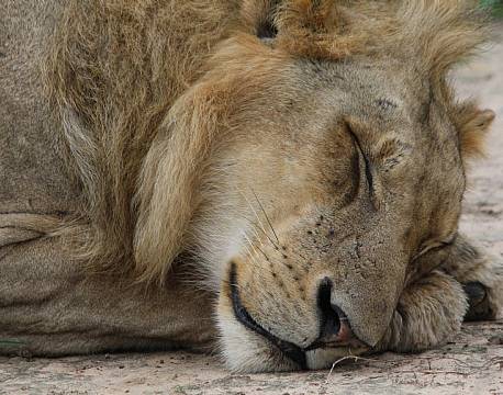 Mikumi np tanzania africa tours